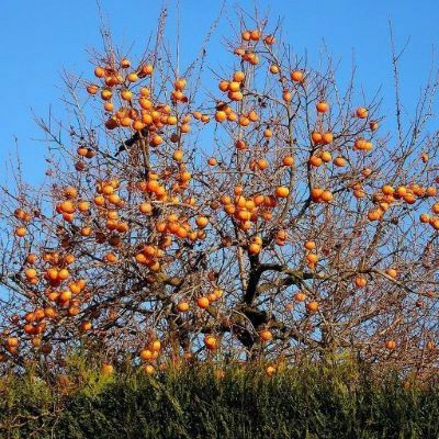 Kaki (Rosseyanka )