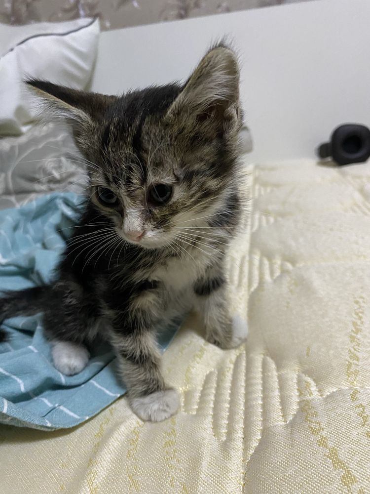 Котенок ищет дом