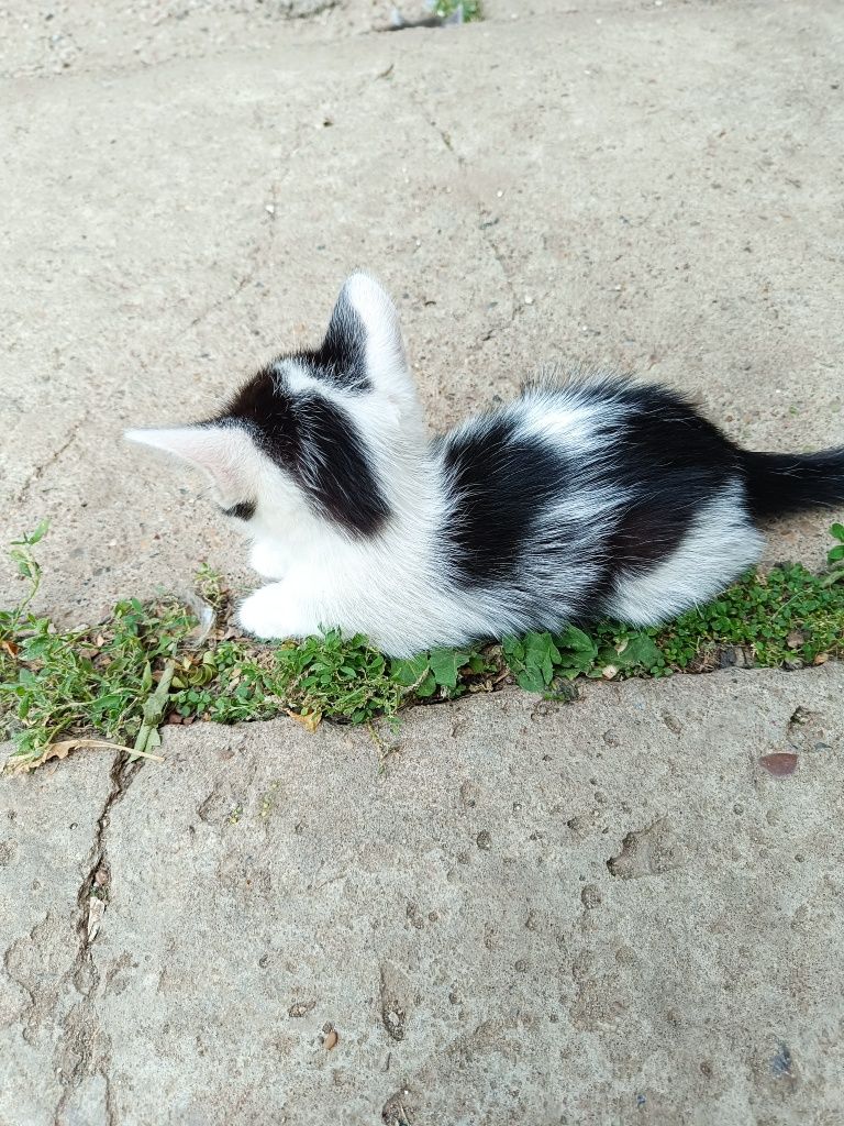 Котята для добрых людей