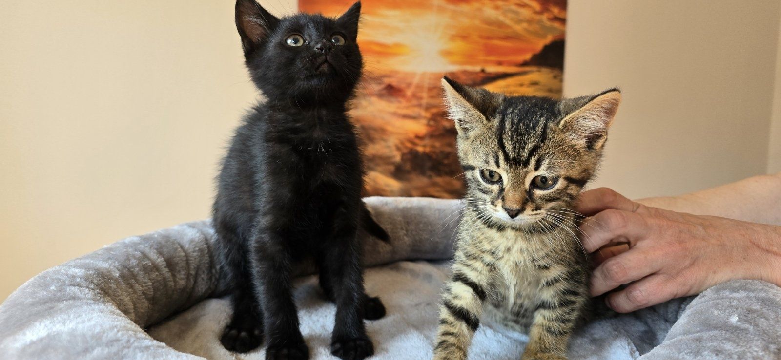 Кроткото котараче Боно на 2 м търси дом