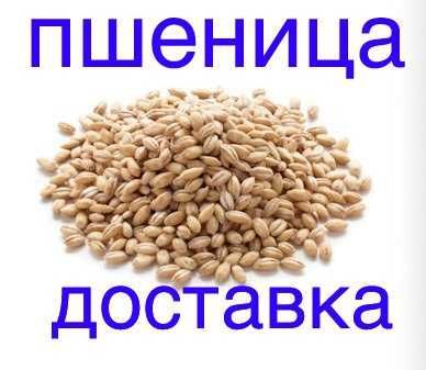 Пшеница опт доставка