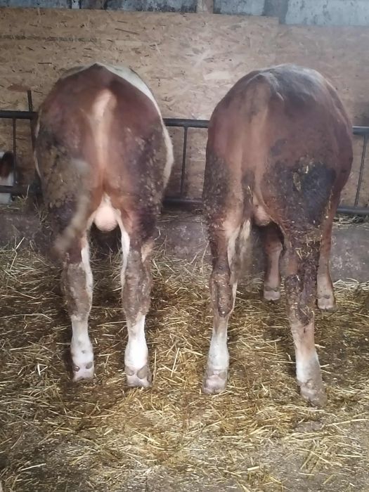 Vând 5 tăurași de rasa bălțată romneasca