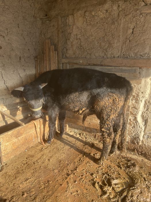 Огызше      бука