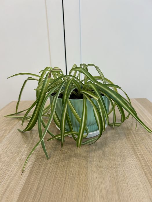 Хлорофитум кудрявый комнатные цветы