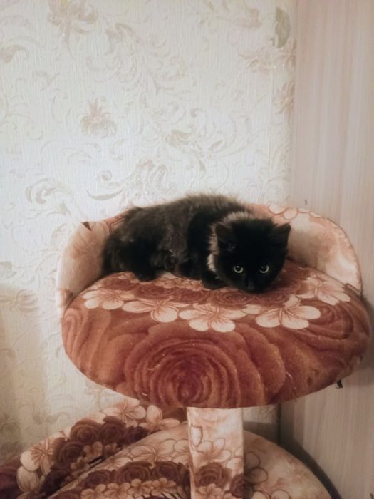 Срочно, отдам котенка