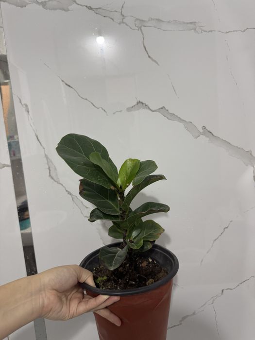 Продам комнатные цветы