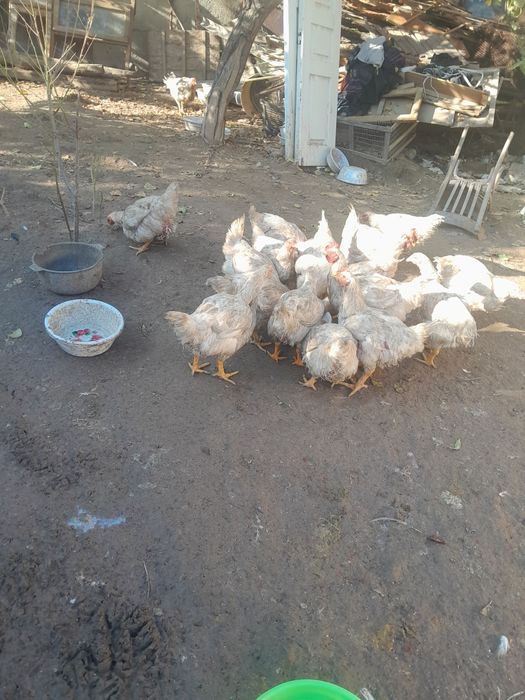 Продаются бройлеры