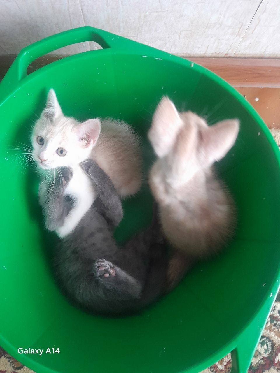 Отдам в хорошие руки