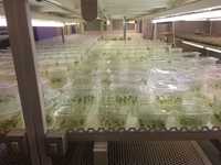 vand plante produse in vitro (paulownia , mormondica , saskatoon,afin.