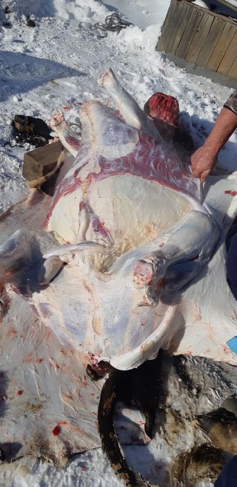 Продам свежее мясо!