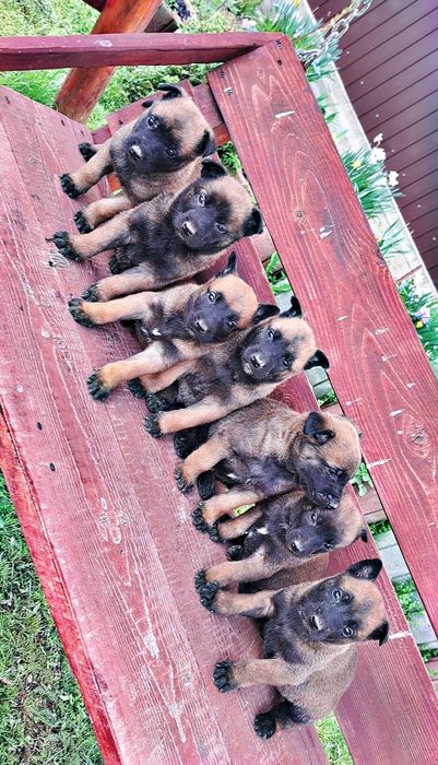 Donez catei ciobănesc belgian malinois