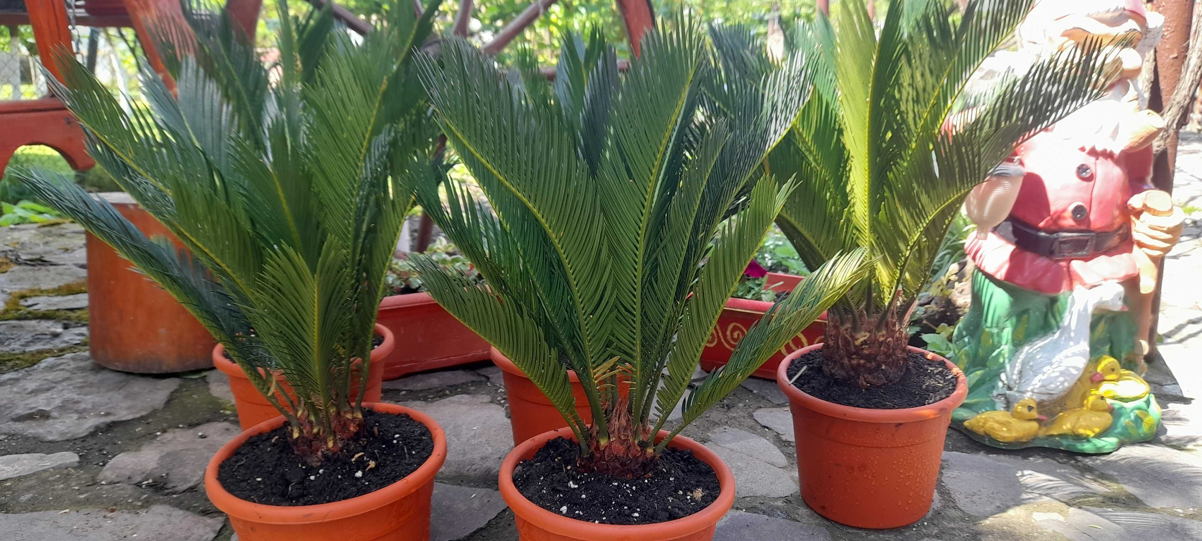 Palmieri cycas ornamentali