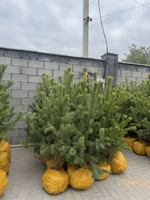 Сосна крымская и обычная