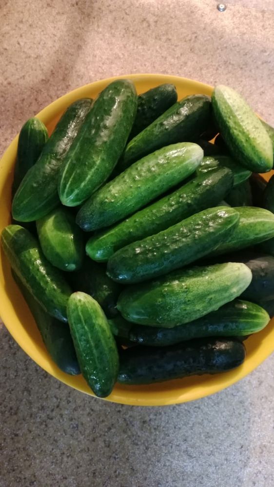 Продам  Вишню садовую,домашние огурцы