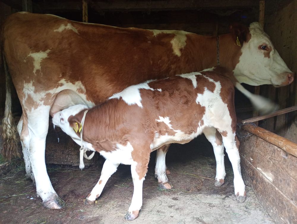 Vaca de vanzare .