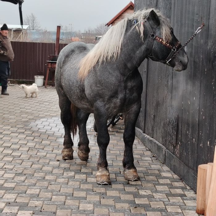 De vânzare Mânz de 2 ani