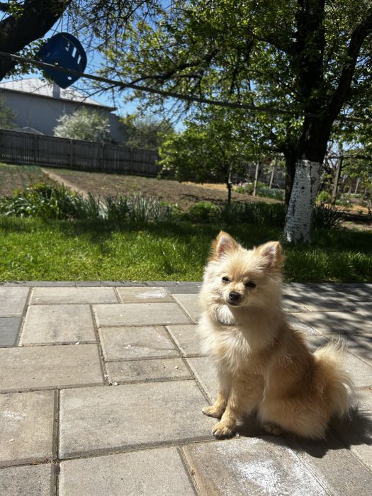 Pomeranian cu Pedigree.