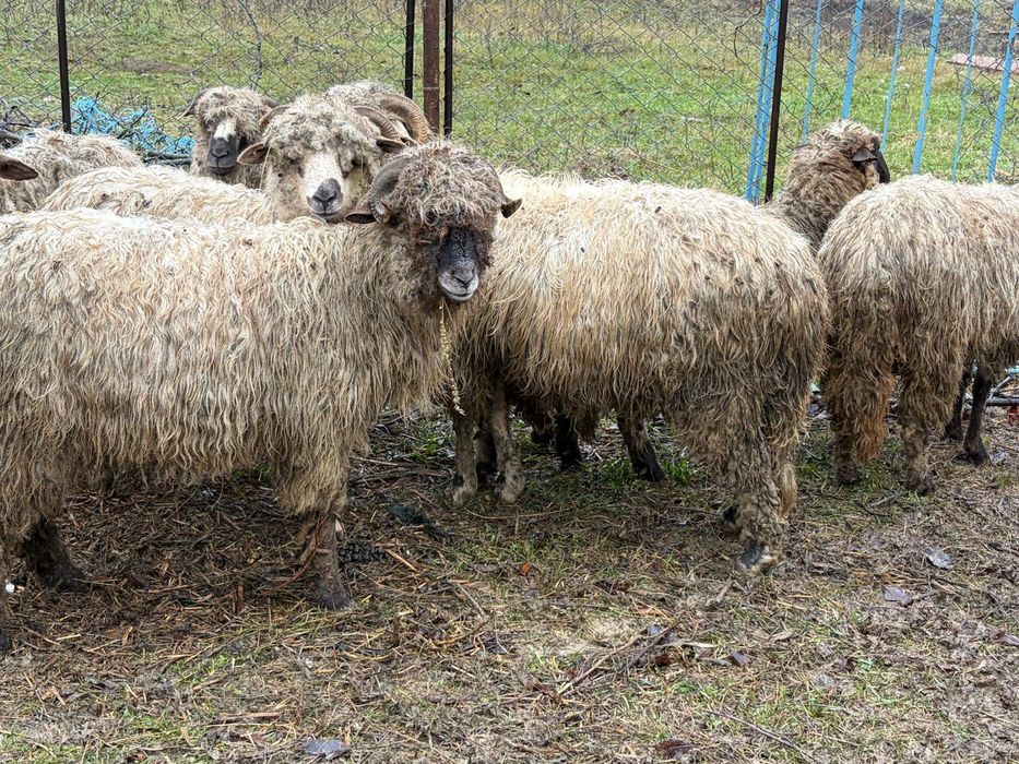 Oi de vânzare 12 buc