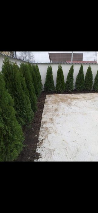 Thuja smaragd oferta 2m 150 lei
