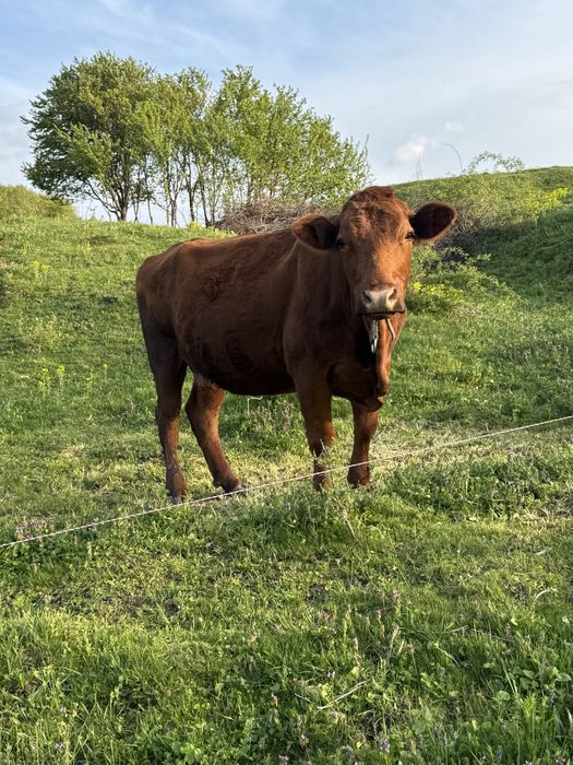 Vand 2 vaci angus ‼️ schimb cu viței de 3 luni