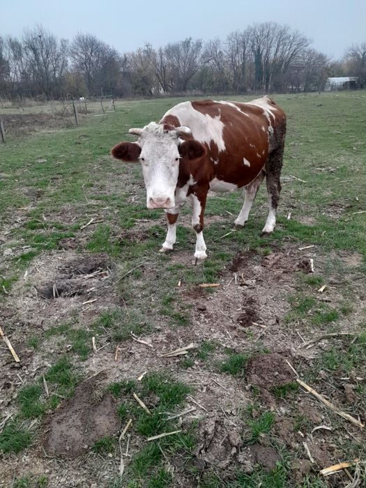 Vaca  de vanzare