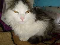 Zotdor mushuk zoti Maine COON yoki sibirdik zotli mushuk