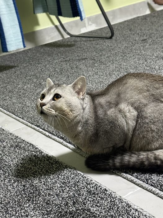 Scottish fold mushuk