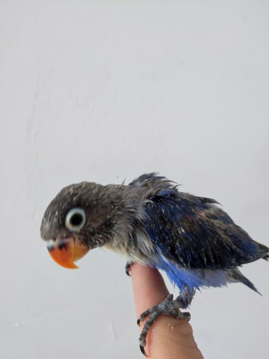 Nerazluchnik ruchnoy sotiladi