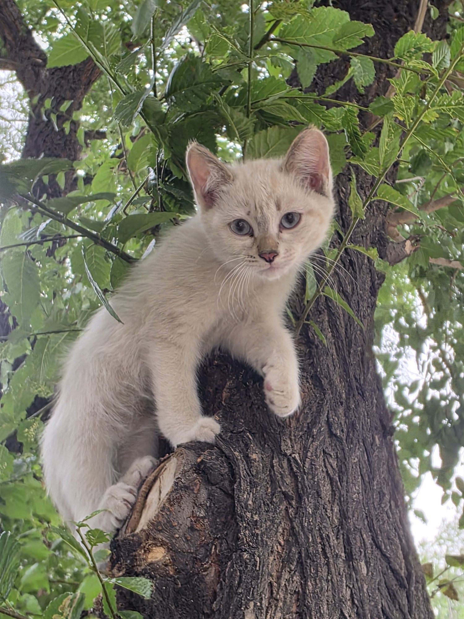 Котёнок бесплатно