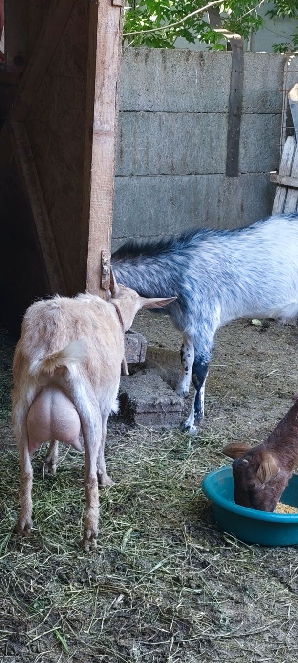 Capra fătată de neleapcă. Metis de sannen cu carpatina.