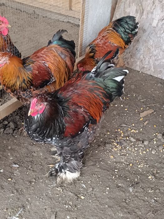 Cocos Brahma Porțelan