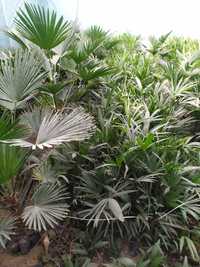 Wagnerianus palmalar. Вагнера палма.