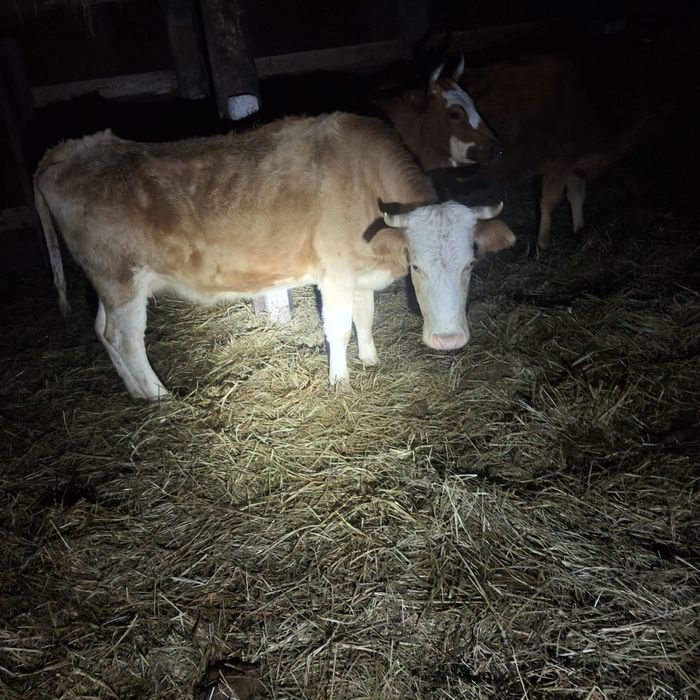 Продам две коровы по 500 тысяч