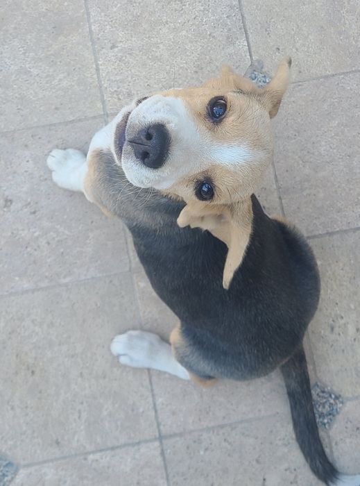 Щенок породы бигль, девочка