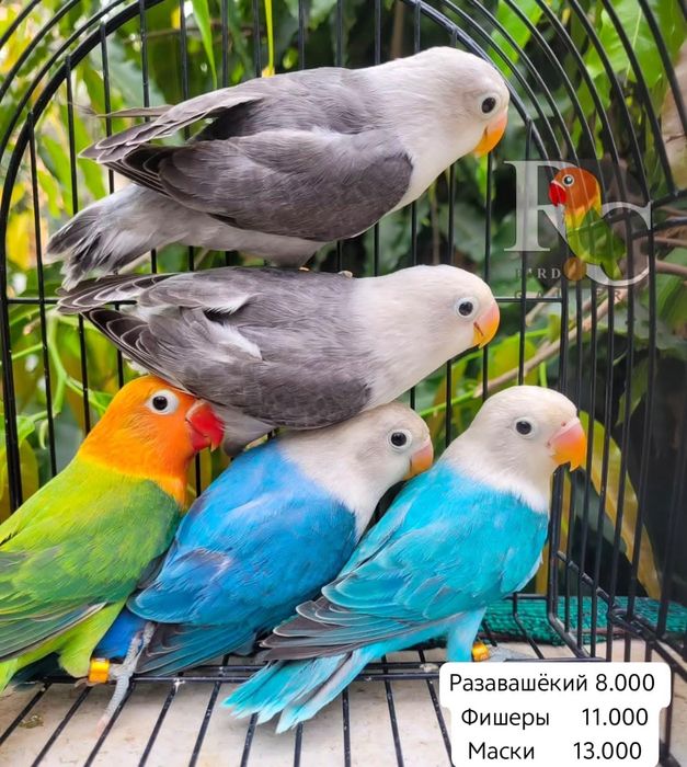 Попугай волнистый, карелла, амадин, неразлучник,