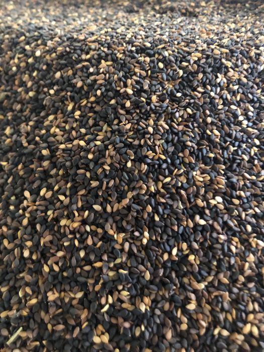 Kunjut sedana qora sedana yog’