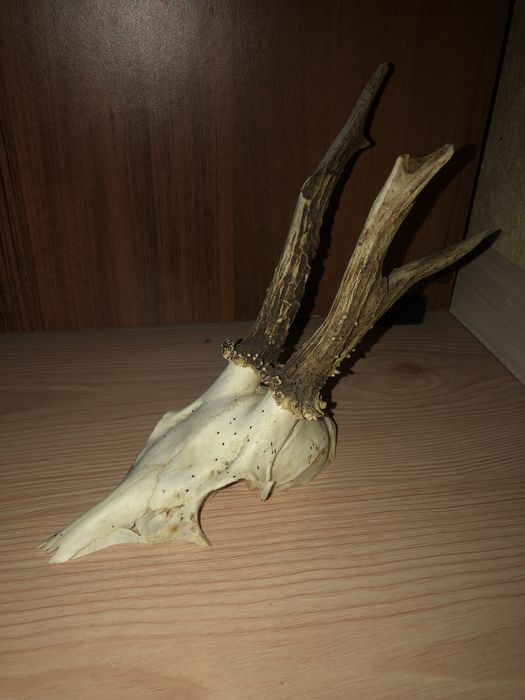 De vanzare 2 perechi de coarne de cerb