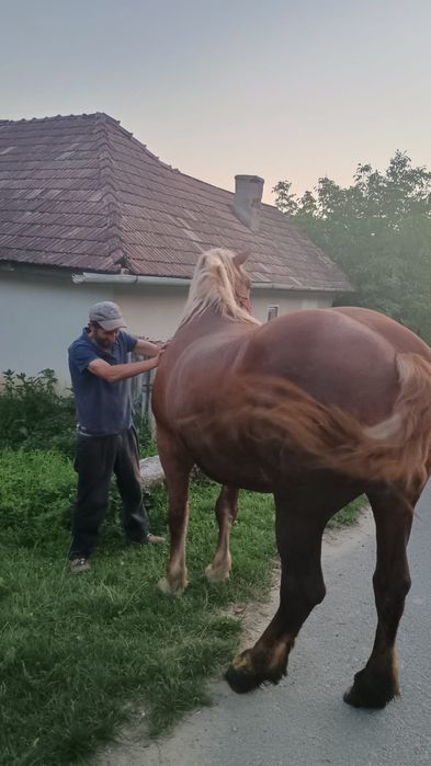Vand iapa de 6 ani
