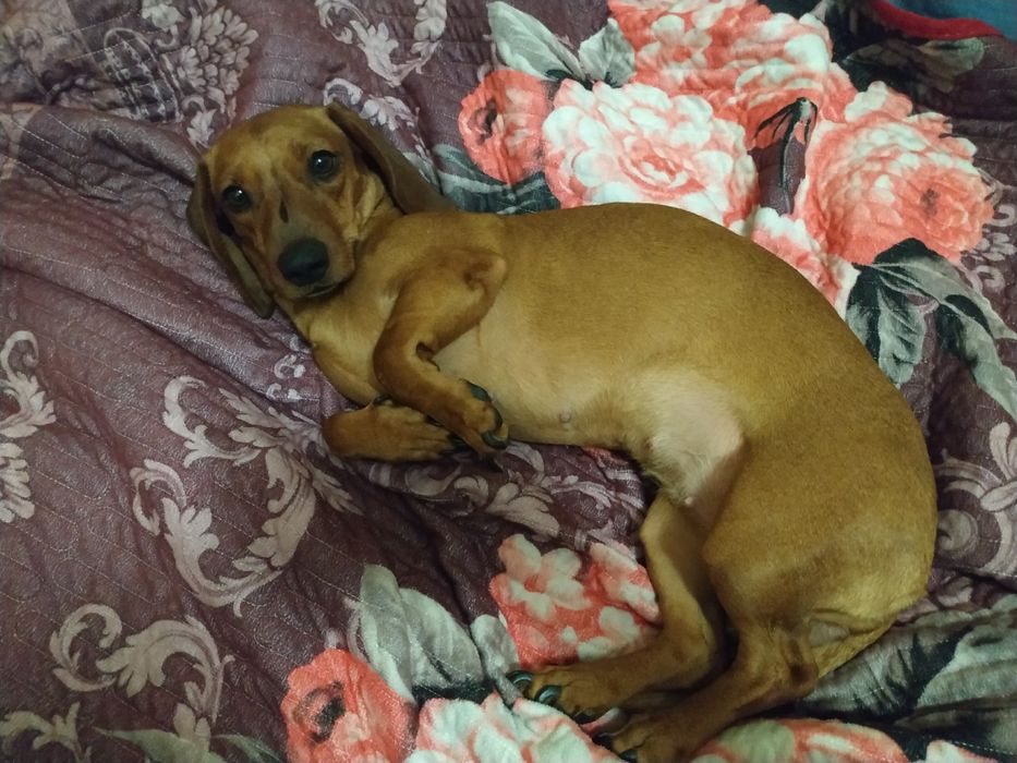 Передержка маленьких собак или щенков