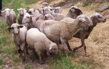 Vând oii merinos