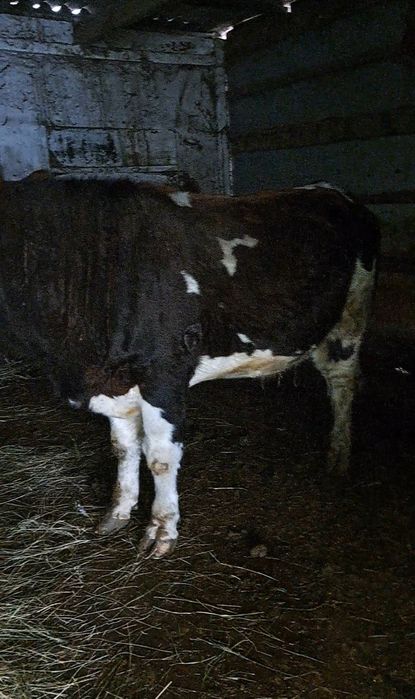 Продам бычок на племя породистые