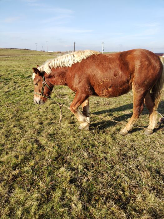De vânzare două mânze