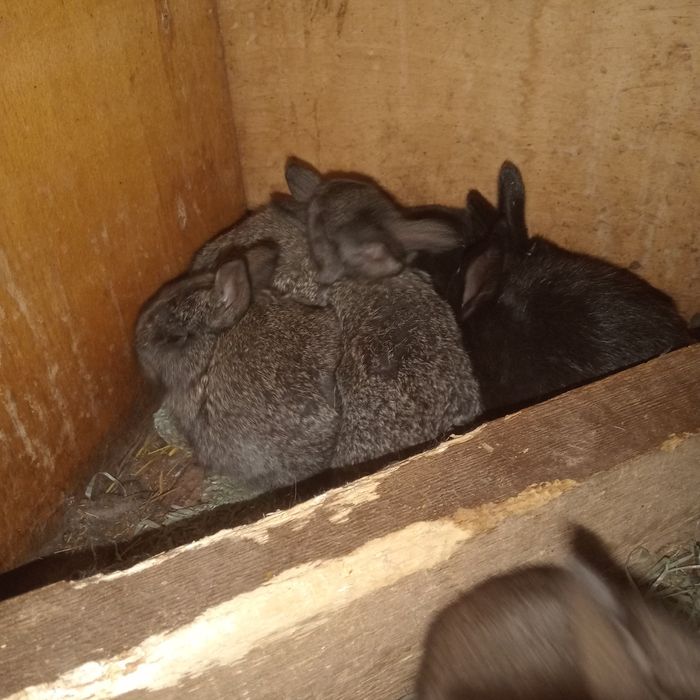 Продам крольчат крупных
