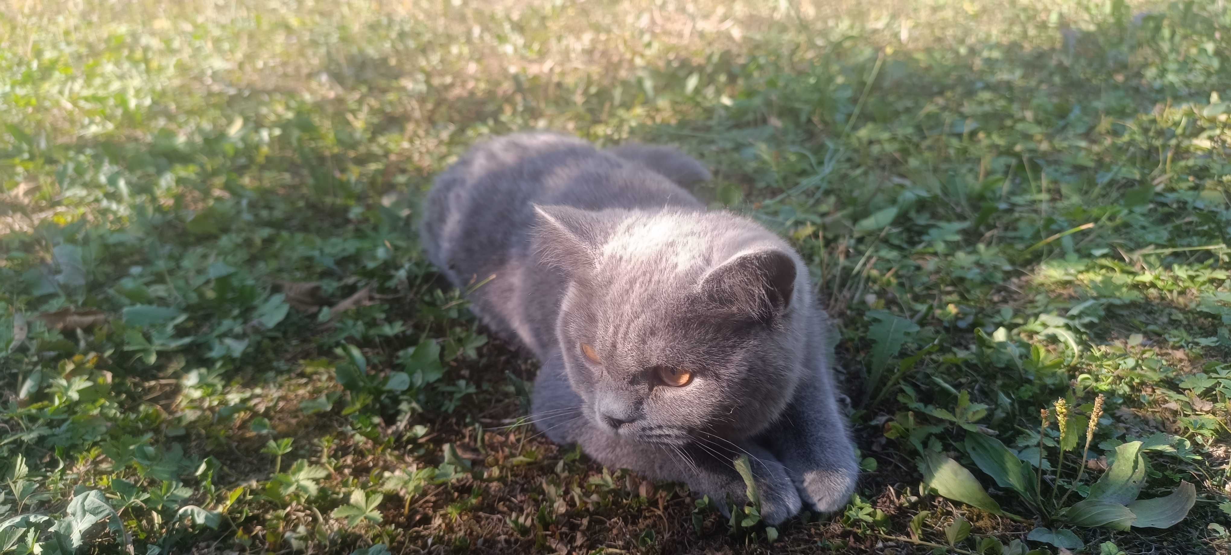 Британска късокосместа