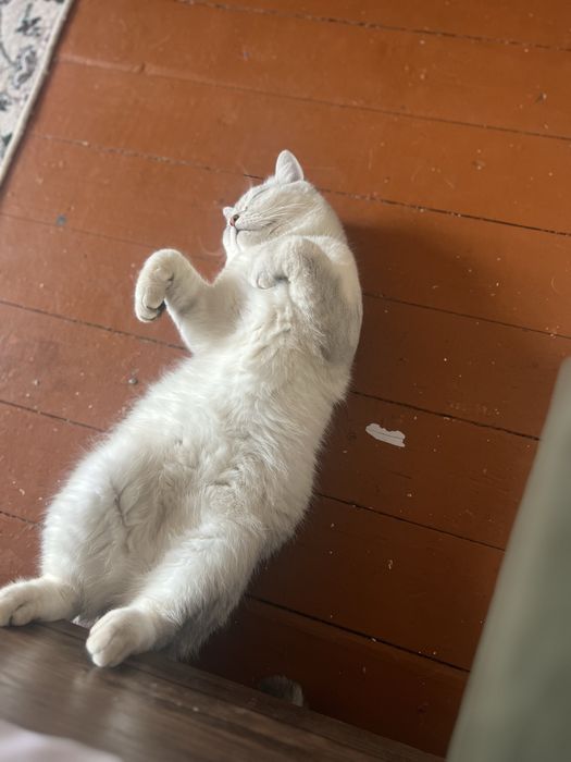 Vyaska xizmati toza qon