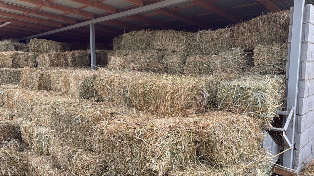 Сено  клевер свежый