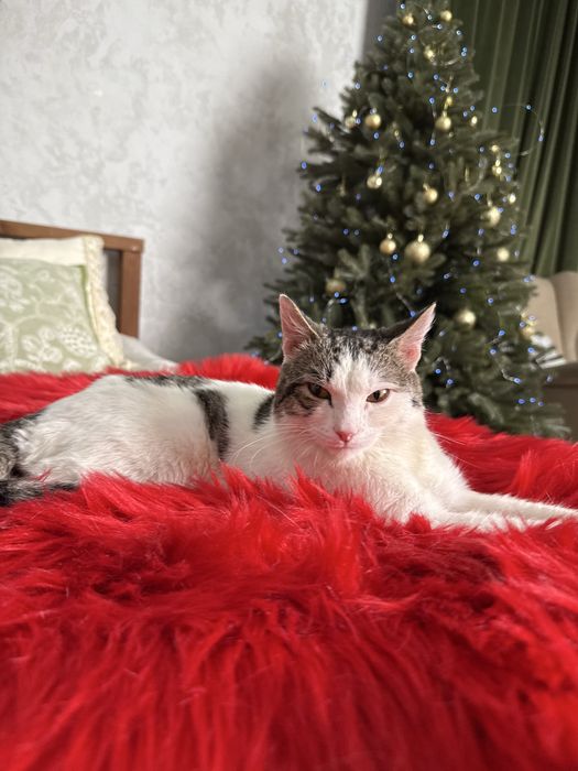 отдам кота. Кастрирован