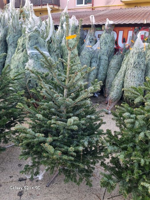 Vamd brazi de Crăciun argintii preț de la 100 la 200