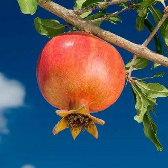 Pomi Fructiferi  exotici  soiuri de Rodiu