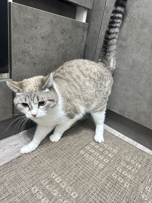 Отдам в хорошую руки кошку